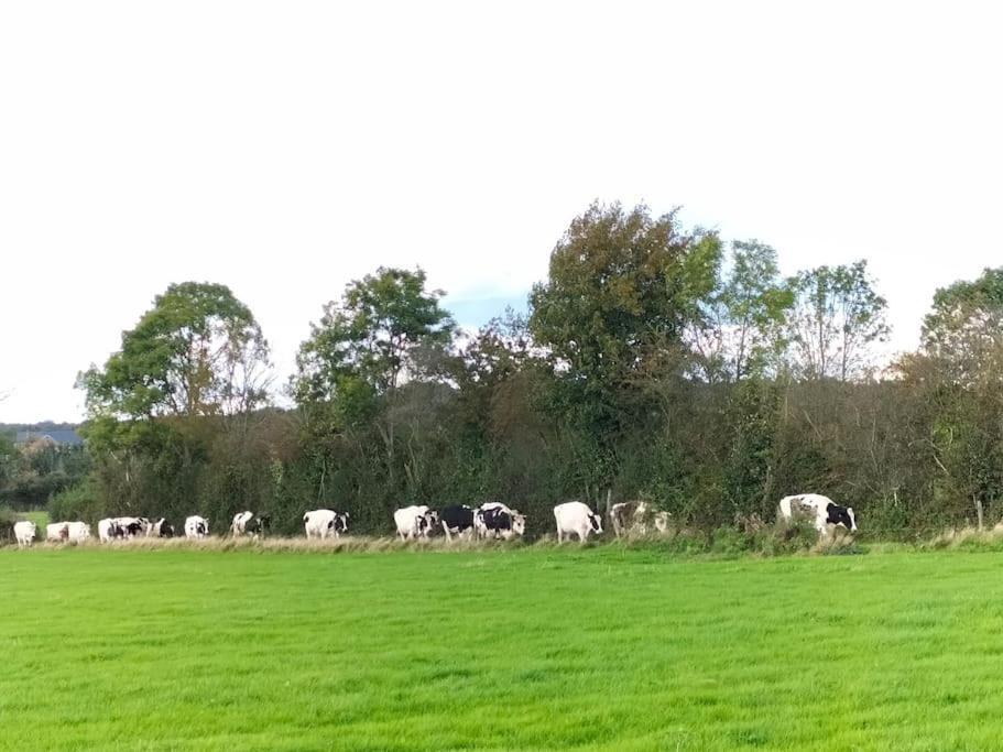Gite La Dame Au Lit Gite A La Ferme Momignies Exteriör bild